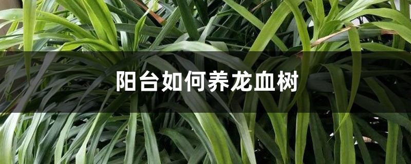阳台如何养龙血树,需要注意什么 阳台如何养龙血树,需要注意什么