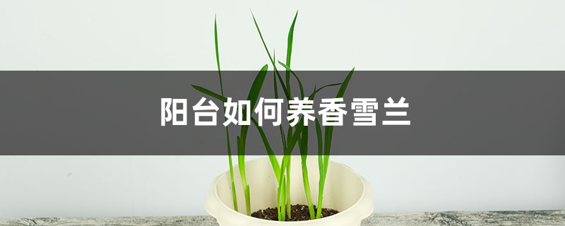 阳台如何养香雪兰,需要注意什么 阳台如何养香雪兰,需要注意什么