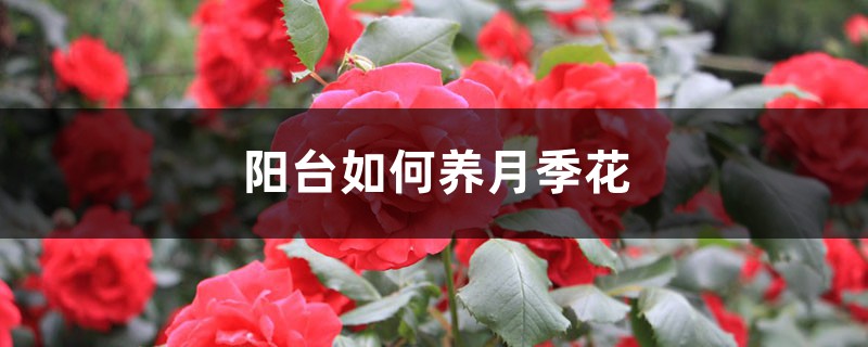 阳台如何养月季花,需要注意什么 阳台如何养月季花,需要注意什么
