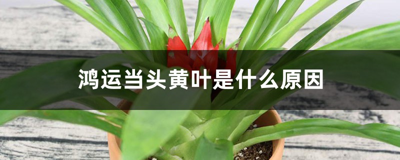 鸿运当头黄叶的原因和处理办法 鸿运当头黄叶的原因和处理办法