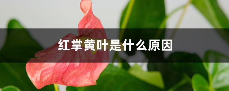 红掌黄叶的原因和处理办法 红掌黄叶的原因和处理办法