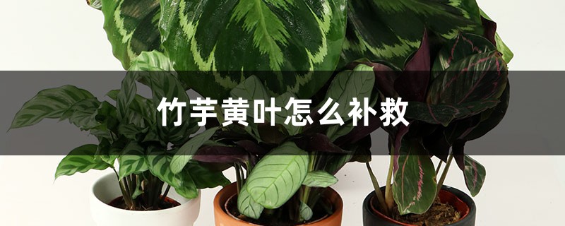 竹芋黄叶的原因和处理办法 竹芋黄叶的原因和处理办法
