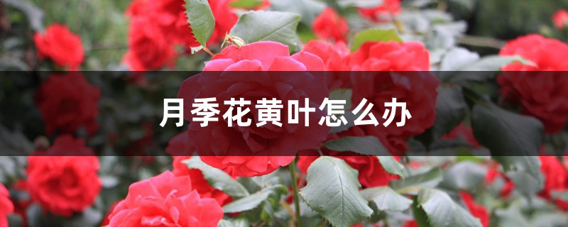 月季花黄叶的原因和处理办法 月季花黄叶的原因和处理办法