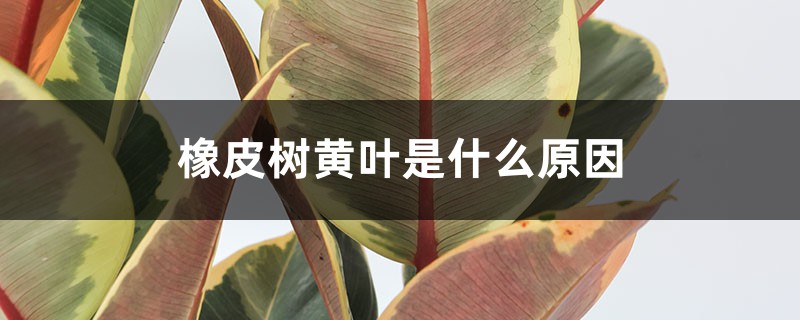 橡皮树黄叶的原因和处理办法 橡皮树黄叶的原因和处理办法