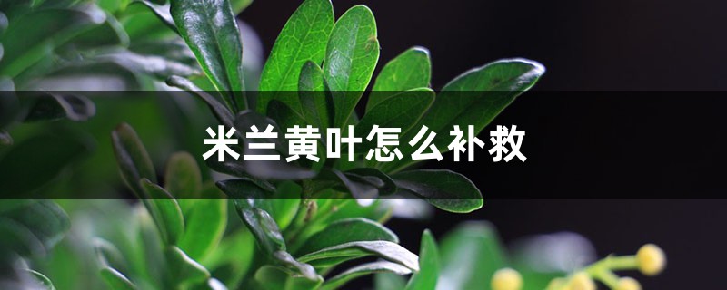米兰花黄叶的原因和处理办法 米兰花黄叶的原因和处理办法