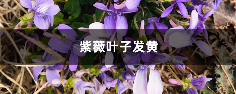 紫薇黄叶的原因和处理办法 紫薇黄叶的原因和处理办法