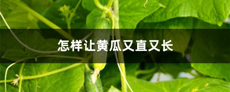 怎样让黄瓜又直又长 怎样让黄瓜又直又长