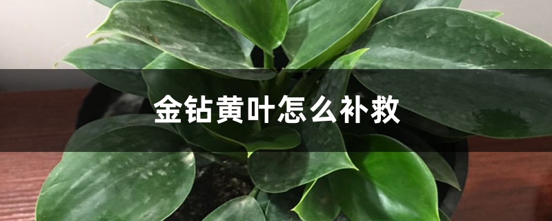 金钻黄叶的原因和处理办法 金钻黄叶的原因和处理办法