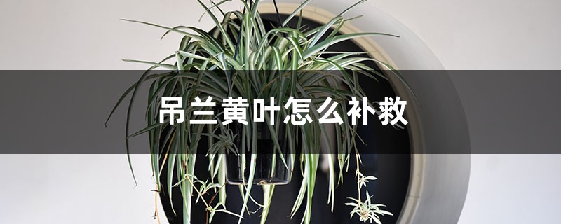 吊兰黄叶的原因和处理办法 吊兰黄叶的原因和处理办法