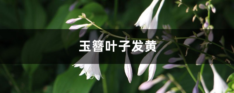 玉簪黄叶的原因和处理办法 玉簪黄叶的原因和处理办法