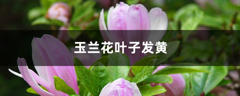 玉兰花黄叶的原因和处理办法 玉兰花黄叶的原因和处理办法