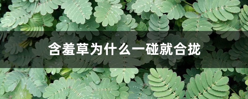含羞草为什么一碰就合拢,含羞草晚上会闭合吗 含羞草为什么一碰就合拢,含羞草晚上会闭合吗