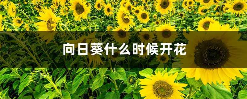 向日葵什么时候开花,向日葵图片 向日葵什么时候开花,向日葵图片