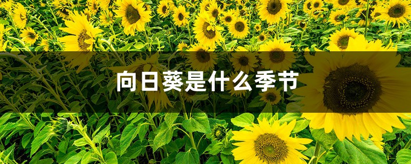 向日葵是什么季节,向日葵怎么种植 向日葵是什么季节,向日葵怎么种植