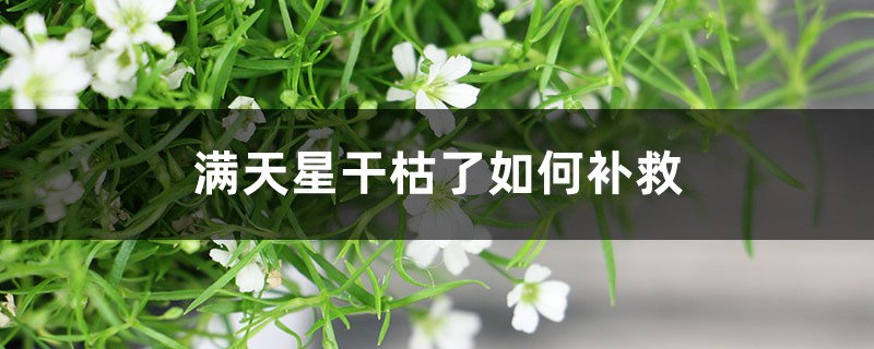 满天星干枯了如何补救,满天星修剪方法图解 满天星干枯了如何补救,满天星修剪方法图解
