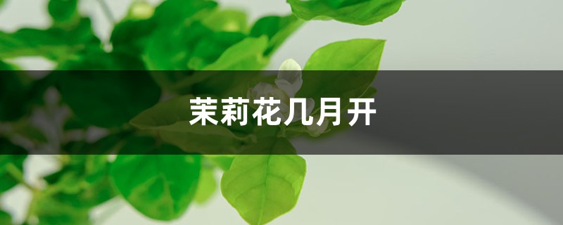 茉莉花几月开,茉莉花一年开几次 茉莉花几月开,茉莉花一年开几次