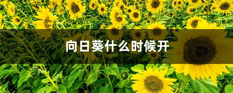 向日葵花期,向日葵什么季节 向日葵花期,向日葵什么季节