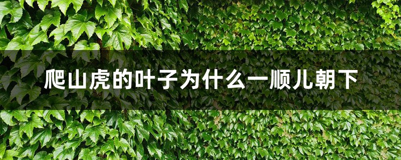 爬山虎的叶子为什么一顺儿朝下,爬山虎是怎么爬的 爬山虎的叶子为什么一顺儿朝下,爬山虎是怎么爬的
