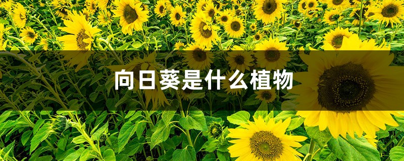 向日葵是什么植物(重瓣向日葵) 向日葵是什么植物(重瓣向日葵)