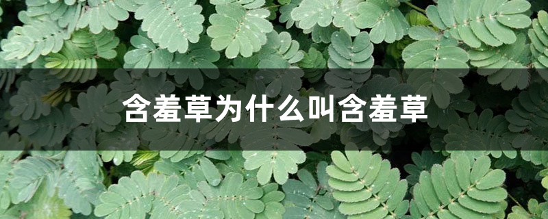 含羞草为什么叫含羞草,为什么一碰叶子就会收起来 含羞草为什么叫含羞草,为什么一碰叶子就会收起来