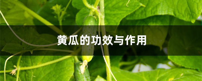 黄瓜的功效与作用,吃黄瓜有什么好处 黄瓜的功效与作用,吃黄瓜有什么好处