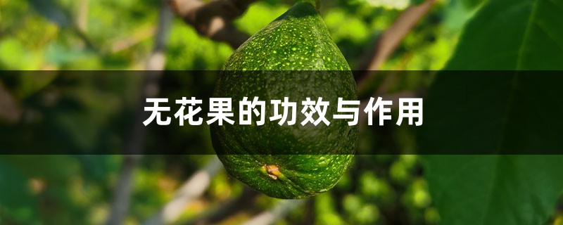 无花果的功效与作用,无花果孕妇能吃吗 无花果的功效与作用,无花果孕妇能吃吗