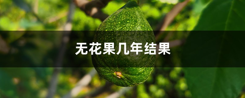 无花果几年结果,无花果一年结几次果 无花果几年结果,无花果一年结几次果