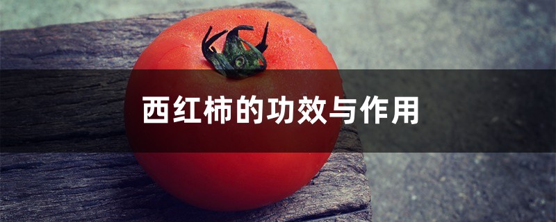 西红柿的功效与作用,西红柿不能和什么一起吃 西红柿的功效与作用,西红柿不能和什么一起吃