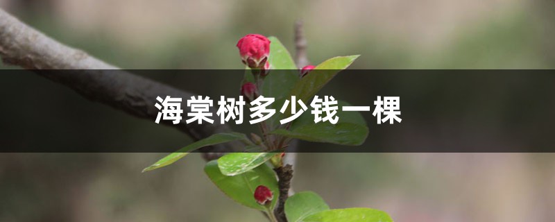 海棠树多少钱一棵,海棠树图片 海棠树多少钱一棵,海棠树图片