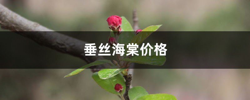 垂丝海棠价格,垂丝海棠图片 垂丝海棠价格,垂丝海棠图片