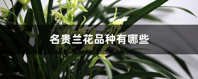 名贵兰花品种有哪些(十大名贵兰花) 名贵兰花品种有哪些(十大名贵兰花)
