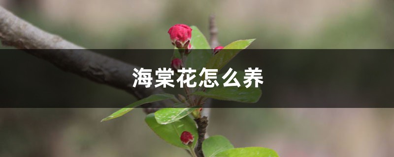 海棠花怎么养,海棠花什么时候开花 海棠花怎么养,海棠花什么时候开花