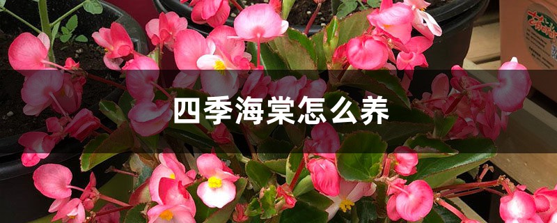 四季海棠怎么养,四季海棠图片 四季海棠怎么养,四季海棠图片