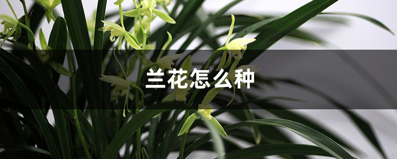 兰花怎么种,兰花的价格 兰花怎么种,兰花的价格