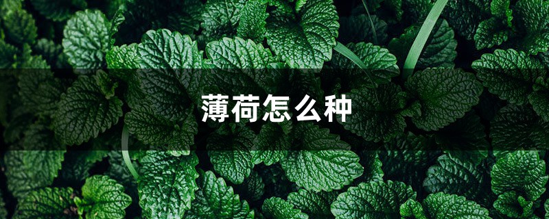 薄荷怎么种,薄荷种植方法 薄荷怎么种,薄荷种植方法