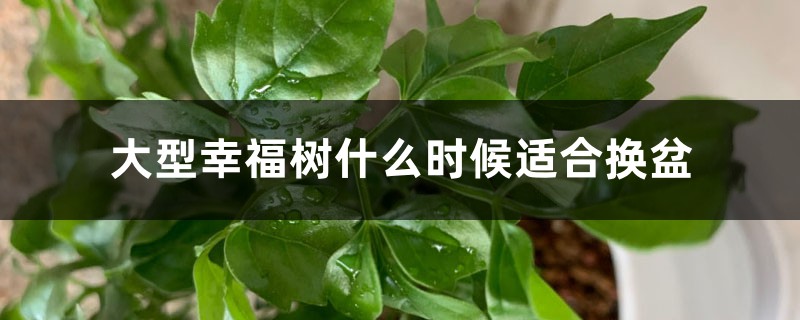 大型幸福树什么时候适合换盆,适合放在室外吗 大型幸福树什么时候适合换盆,适合放在室外吗