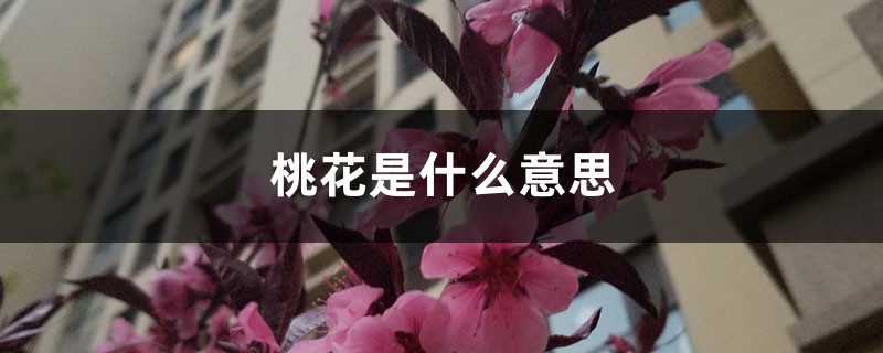 桃花是什么意思,桃花的图片 桃花是什么意思,桃花的图片