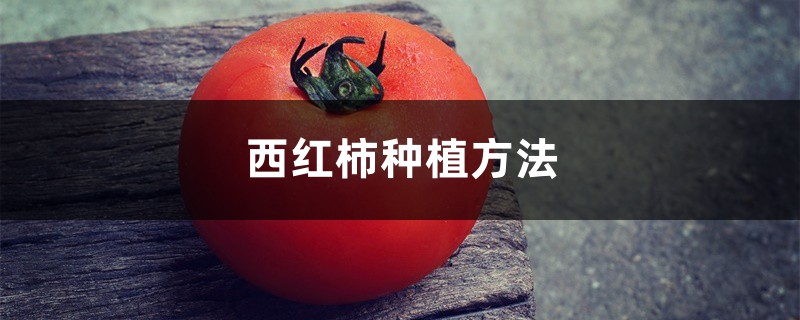 西红柿种植方法,西红柿价格 西红柿种植方法,西红柿价格