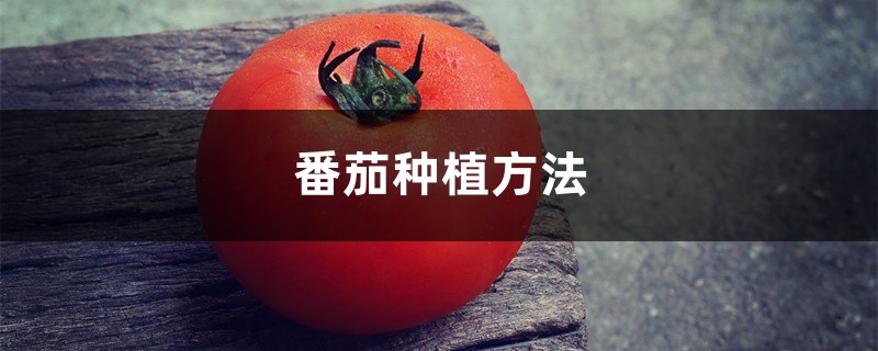番茄种植方法,番茄图片 番茄种植方法,番茄图片