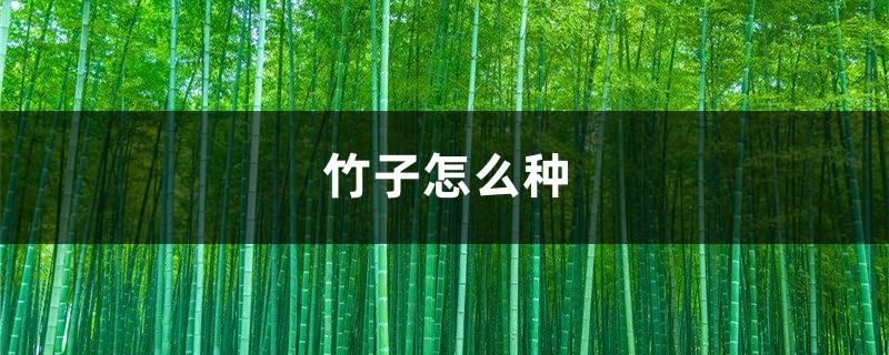 竹子怎么种,竹子图片 竹子怎么种,竹子图片
