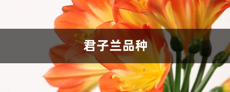 君子兰品种,君子兰图片 君子兰品种,君子兰图片