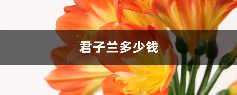 君子兰多少钱(君子兰价格) 君子兰多少钱(君子兰价格)