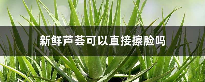 新鲜芦荟可以直接擦脸吗,新鲜芦荟的正确用法 新鲜芦荟可以直接擦脸吗,新鲜芦荟的正确用法