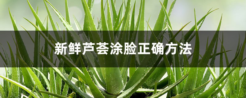 新鲜芦荟涂脸正确方法,芦荟胶的作用 新鲜芦荟涂脸正确方法,芦荟胶的作用