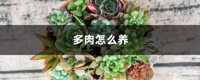 多肉怎么养,怎么种 多肉怎么养,怎么种