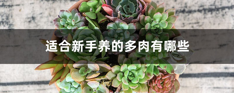 多肉的种类,适合新手养的多肉有哪些 多肉的种类,适合新手养的多肉有哪些