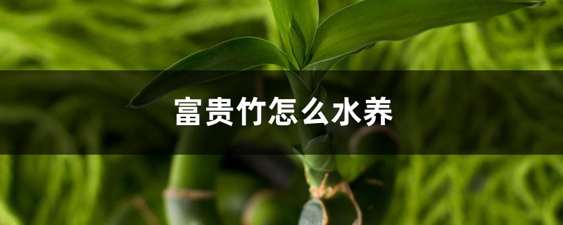 富贵竹怎么水养,富贵竹水养技巧 富贵竹怎么水养,富贵竹水养技巧