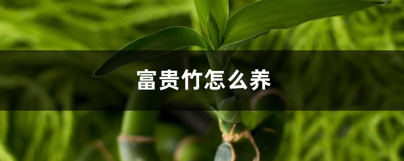 富贵竹好养吗,富贵竹怎么养 富贵竹好养吗,富贵竹怎么养