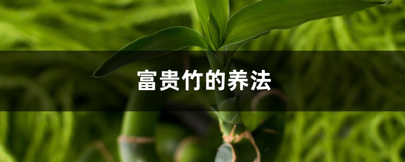 富贵竹的养法,水养富贵竹的方法 富贵竹的养法,水养富贵竹的方法