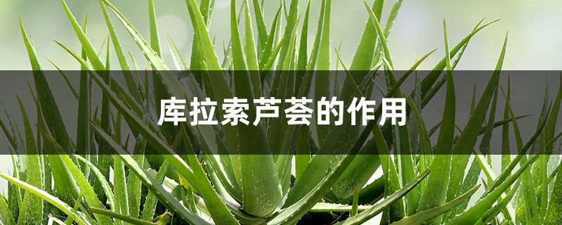 库拉索芦荟的作用,库拉索芦荟图片 库拉索芦荟的作用,库拉索芦荟图片